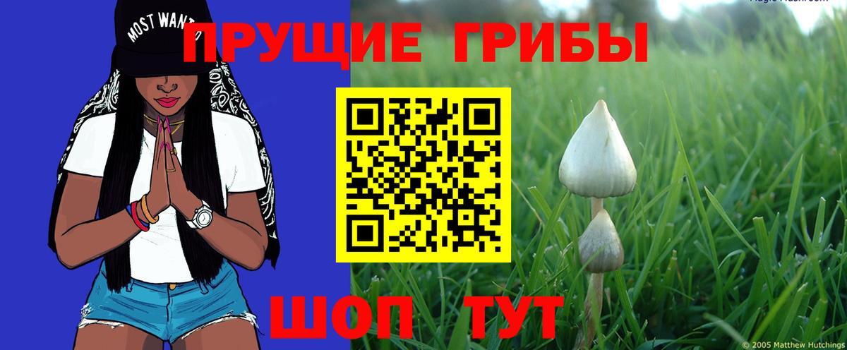 Псилоцибиновые грибы GOLDEN TEACHER Томск